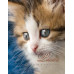 Альбом UFO 10x15x200 PP-46200 Cat photo